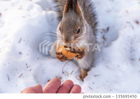 Squirrel eats nuts from a man's hand. Caring for animals in winter or autumn. 135695450