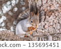 The squirrel with nut sits on tree in the winter or late autumn 135695451