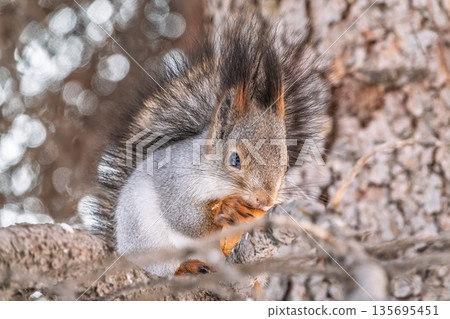 The squirrel with nut sits on tree in the winter or late autumn The squirrel with nut sits on tree in the winter or late autumn 135695451