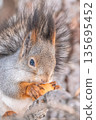 The squirrel with nut sits on tree in the winter or late autumn 135695452