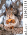 The squirrel with nut sits on tree in the winter or late autumn 135695453
