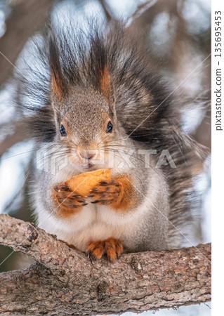The squirrel with nut sits on tree in the winter or late autumn 135695453