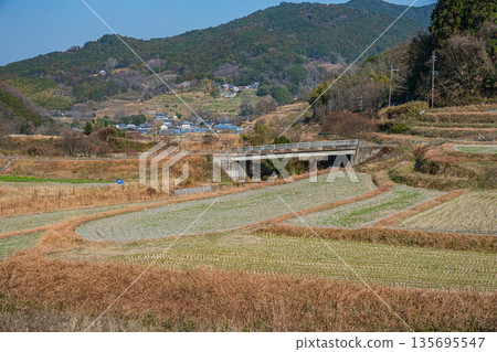 奈良縣飛鳥村稻淵梯田的冬季景色，這裡是日本百大名梯田之一。 135695547