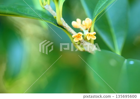 令人神清氣爽的桂花 135695600