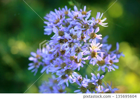 Refreshing Shion Flower 135695604