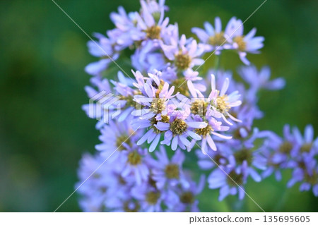 Refreshing Shion Flower Refreshing Shion Flower 135695605