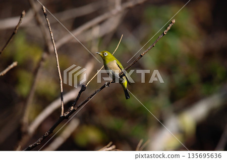 伊豆萬福寺的日本繡眼鳥 135695636