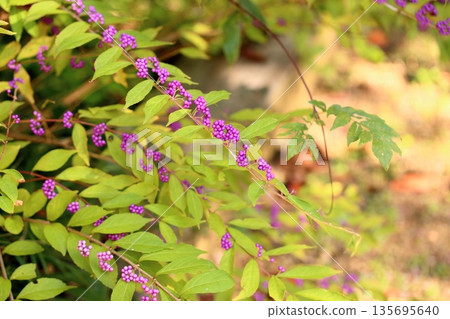清爽的紫色櫻花果 清爽的紫色櫻花果 135695640