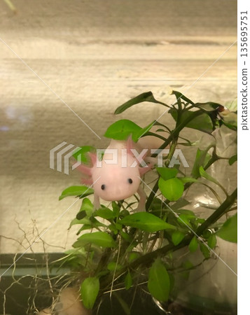 Axolotl looking straight ahead 135695751