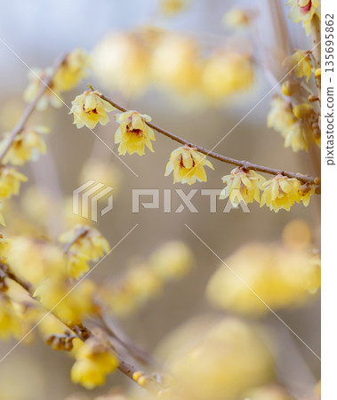 京都植物園的蠟梅 京都植物園的蠟梅 135695862