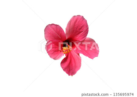 Pink hibiscus flower Pink hibiscus flower 135695974