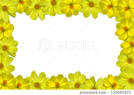 Yellow cosmos flower blossom Border Frame 135695975