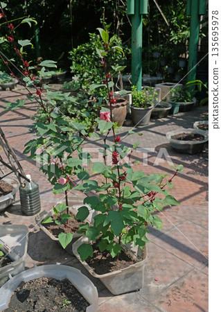 roselle tree 135695978