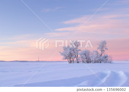 Rural morning in pink sunrise light in the field with trees. Rural morning in pink sunrise light in the field with trees. 135696002