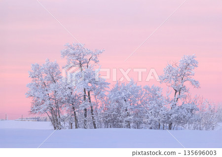 Rural morning in pink sunrise light in the field with trees. 135696003