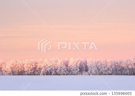Rural morning in pink sunrise light in the field with trees. Rural morning in pink sunrise light in the field with trees. 135696005