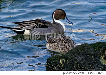 Migratory birds of the Fujimae tidal flats in Nagoya City, Anatidae, pair of Northern Pintails 135696028