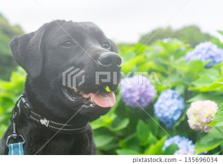 繡球花和黑色拉布拉多犬 繡球花和黑色拉布拉多犬 135696034