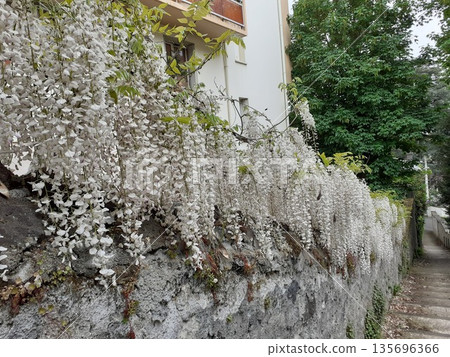 France Wisteria 135696366