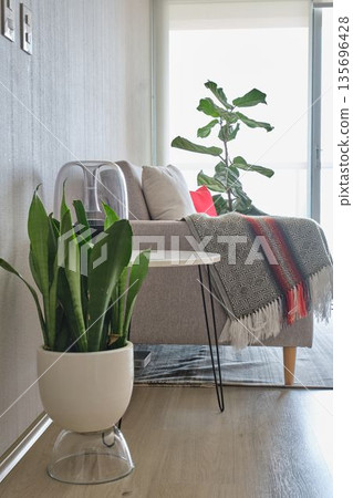 Living room with sofa, plants, and natural light 135696428