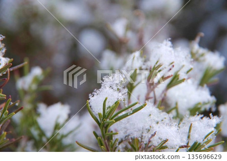 雪覆蓋的迷迭香 雪覆蓋的迷迭香 135696629