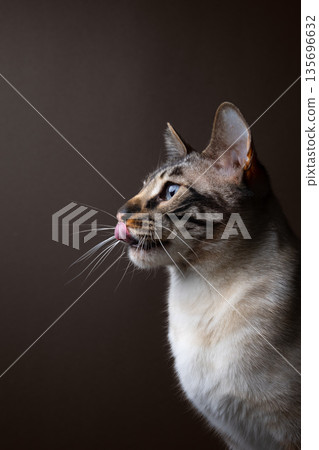 bengal cat profile view studio potrait bengal cat profile view studio potrait 135696632