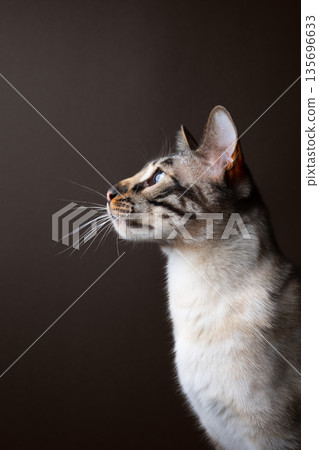 bengal cat profile view studio potrait bengal cat profile view studio potrait 135696633