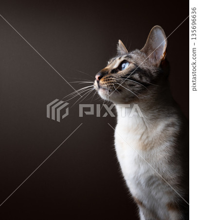bengal cat profile view studio potrait bengal cat profile view studio potrait 135696636