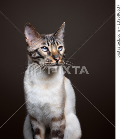 blue eyed bengal cat studio portrait blue eyed bengal cat studio portrait 135696637