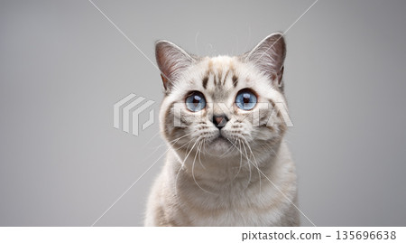 silver lynx point british shorthair cat portrait 135696638