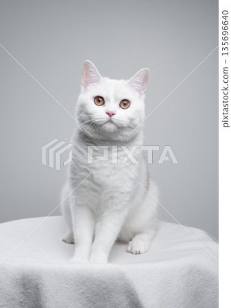 white british shorthair cat portrait 135696640