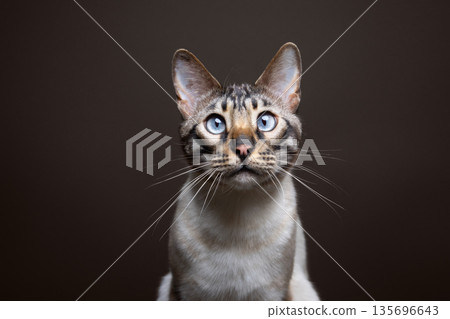 blue eyed bengal cat studio portrait 135696643