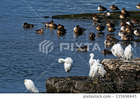 藤前灘塗水禽：小白鷺和鴨子 135696645