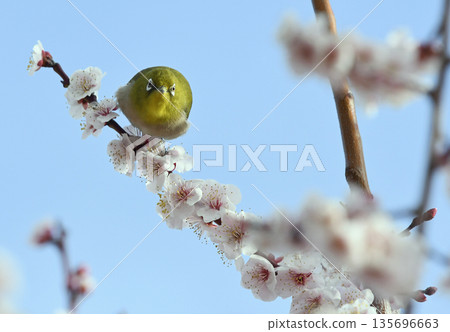 A white-eye has come to the white plum blossoms in full bloom. A wide-angle shot (spring image) (heartwarming image) 135696663