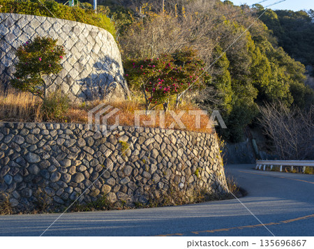 冬天的五月山車道，山茶花盛開。 135696867
