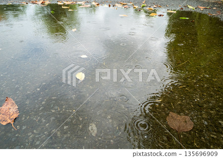 puddle, pool of water, waterhole 135696909
