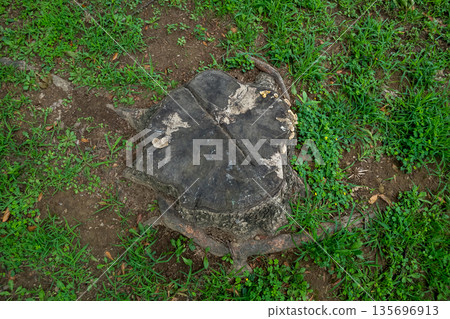 樹墩 羊肚菌 蘑菇 135696913