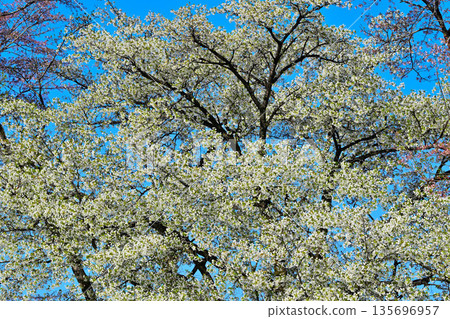 Cherry blossoms on the south side of Akagi in full bloom under a blue sky Cherry blossoms on the south side of Akagi in full bloom under a blue sky 135696957