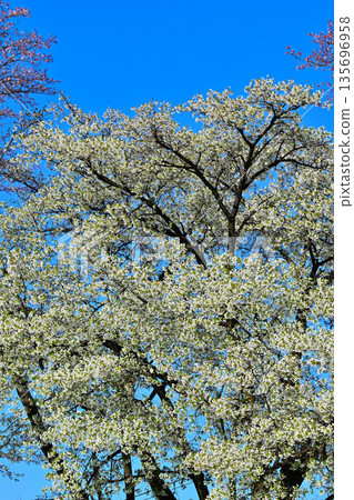 Cherry blossoms on the south side of Akagi in full bloom under a blue sky 135696958