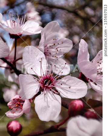 Pale pink and white spring blossoms 135697013