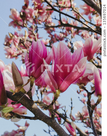 Pink magnolia blossoms 135697014