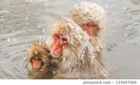 Snow Monkey (Jigokudani Monkey Park) 135697066