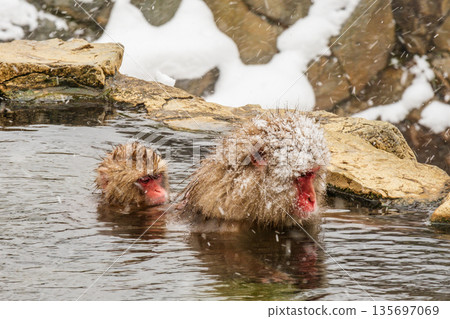Snow Monkey (Jigokudani Monkey Park) 135697069