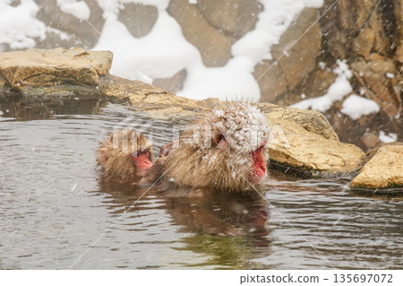 Snow Monkey (Jigokudani Monkey Park) Snow Monkey (Jigokudani Monkey Park) 135697072