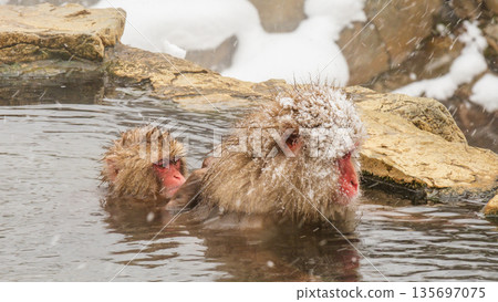 Snow Monkey (Jigokudani Monkey Park) 135697075