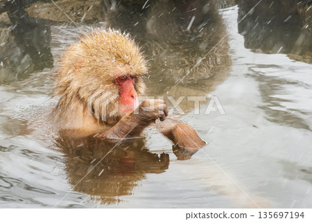 雪猴（地獄谷雪猴公園） 135697194