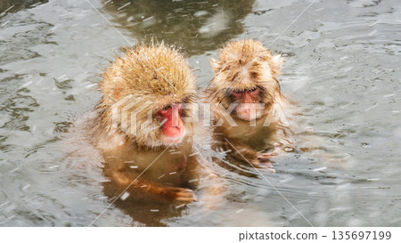 Snow Monkey (Jigokudani Monkey Park) 135697199
