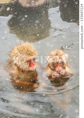 雪猴（地獄谷雪猴公園） 135697224