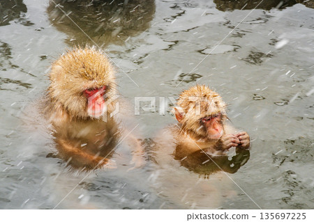 Snow Monkey (Jigokudani Monkey Park) Snow Monkey (Jigokudani Monkey Park) 135697225