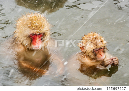 Snow Monkey (Jigokudani Monkey Park) Snow Monkey (Jigokudani Monkey Park) 135697227